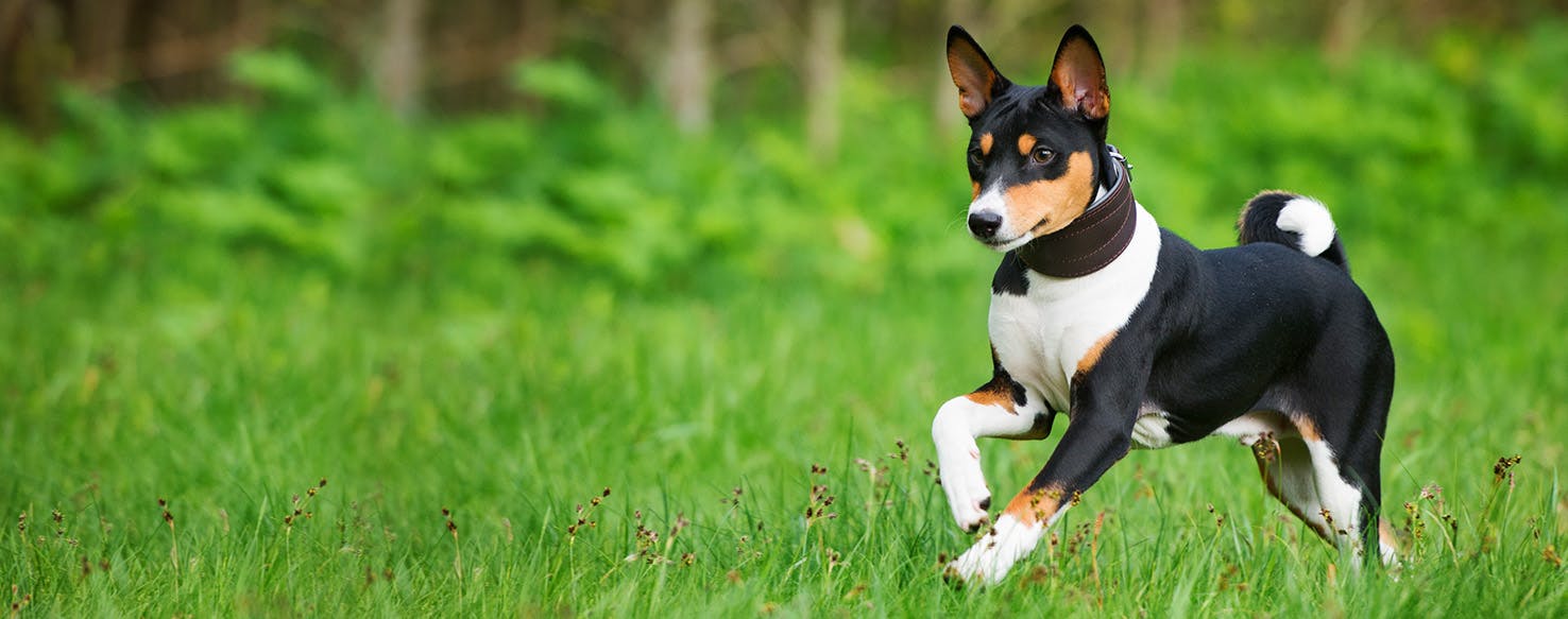 Green Arrow Inspired Dog Names Popular Male and Female Names Wag!